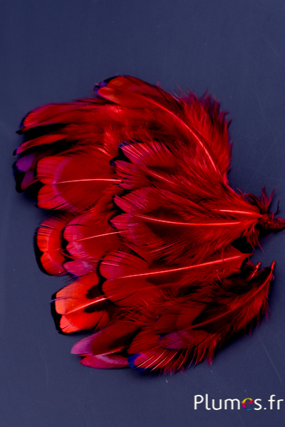 Faisan de Colchide - 3-5 cm - rouge